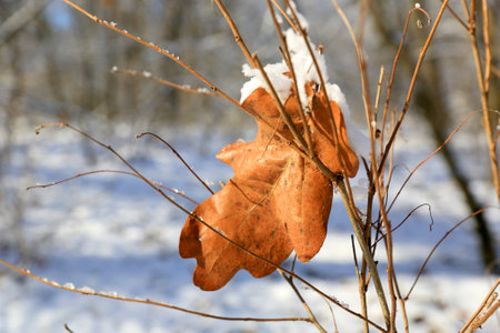 Alone dry autumn leaf on winter twig in forest