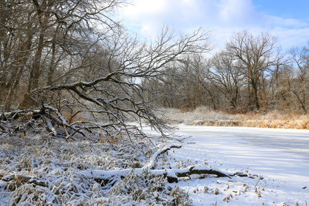 Landscape with frozen lake in winter wild forestの写真素材