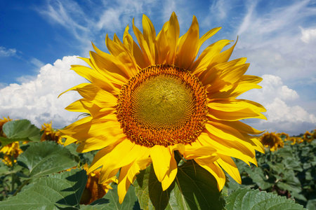 Nice sunflower on crop fieldの写真素材