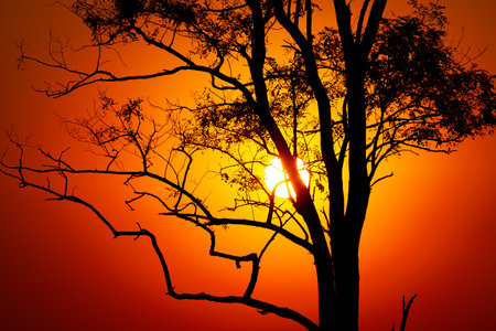 Abstract tree on hot sunset backgroundの写真素材