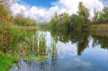 Summer landscape on river in forestの写真素材