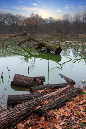 Old oak logs and dead tree in the water of a forest swampの写真素材