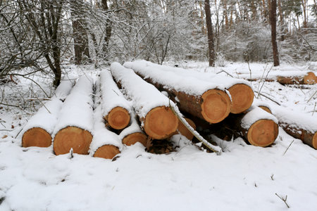 Landscape with wooden logs store in winter forestの写真素材