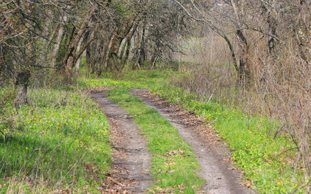Landscape with dirt road in spring forestの写真素材