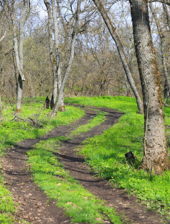 landscape with dirt road in sunny spring forestの写真素材