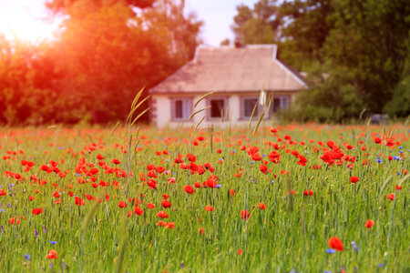 landscape with red wild poppies in a field in the villageの写真素材