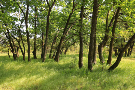 Landscape with green oak grove in spring forestの写真素材