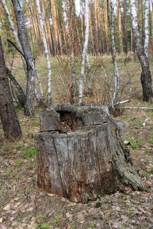 landscape with old rotten stump in the forestの写真素材