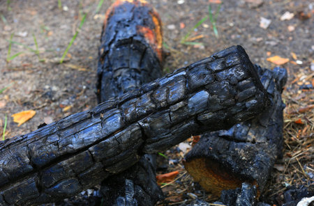 View on charred logs after a fireの写真素材