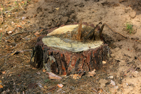 view on pine stump in forestの写真素材