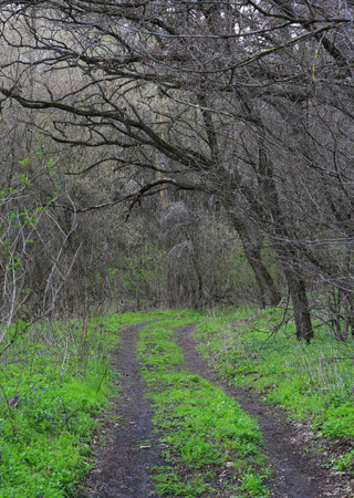 landscape with dirt road in spring forestの写真素材