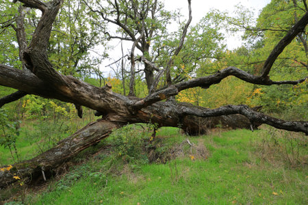 big dead fallen tree in autumn forest