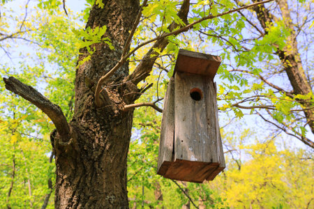 A weathered wooden birdhouse is suspended from an old oak tree, surrounded by fresh green leaves and bright yellow foliageの写真素材