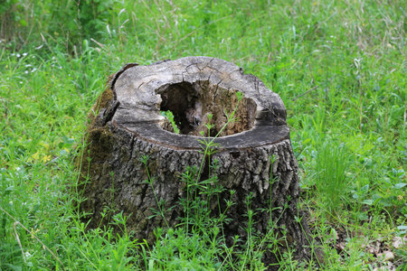 A decaying tree stump stands in a vibrant meadow, its rough bark and hollow interior contrasting with the surrounding fresh green growthの写真素材