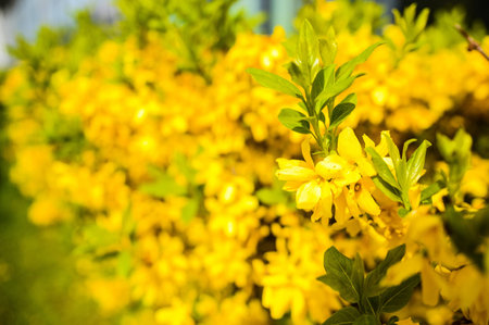 Beautiful Yellow Forsythia With Green Leafs In Nature