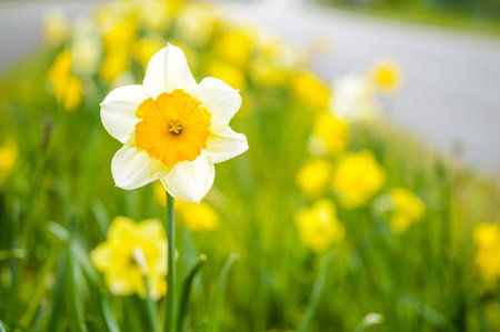 Detail Of One Blooming Narcissus In Foreground And Background In Many Narcissus.の写真素材