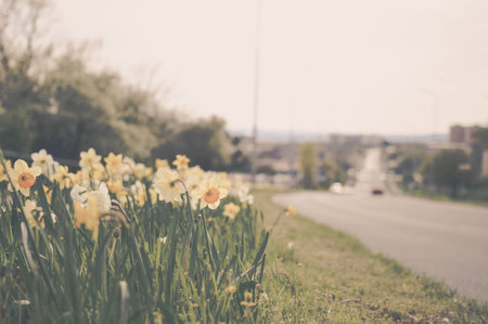 Beautiful Narcissus (Daffodils) On Grass Planted Near The Roadの写真素材