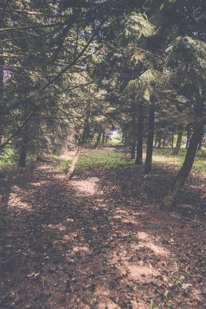 Frightening Forest With Retro Touchの写真素材
