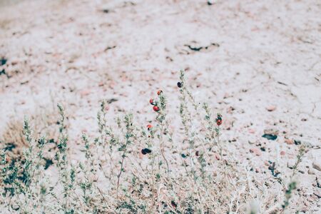 Ladybirds on the grass. Close-up.の写真素材