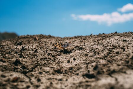 Grasshopper closeupの写真素材