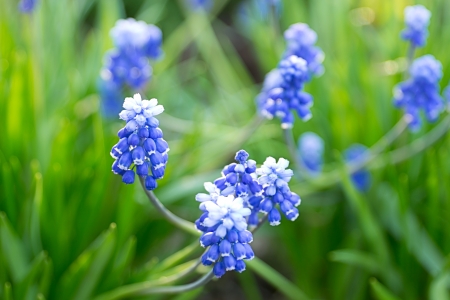 Blooming purple Muscari  in a spring gardenの写真素材