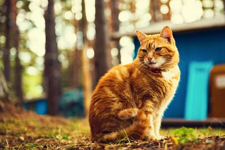 Cat in the woodsの写真素材