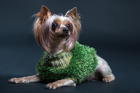 Yorkshire Terrier. Photo of a little beautiful dog on a black backgroundの写真素材