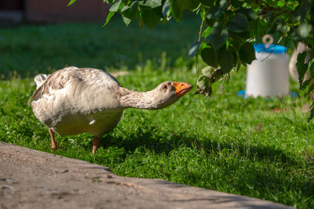 Goose. Poultry farm. Photo of a bird in the open airの写真素材