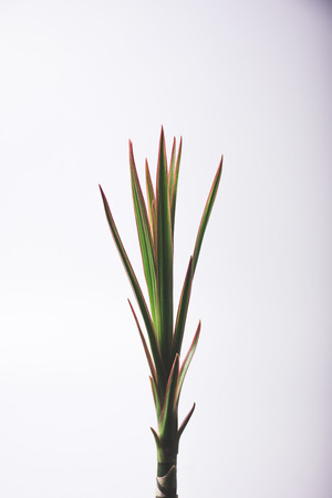 Dracaena white backgroundの写真素材