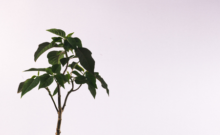 Poinsettia on white backgroundの写真素材