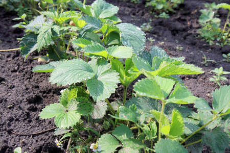 green bush of red strawberry surface dewの写真素材