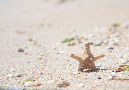A starfish on the beach close up