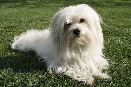 uncommon breed of dog Coton de Tulear