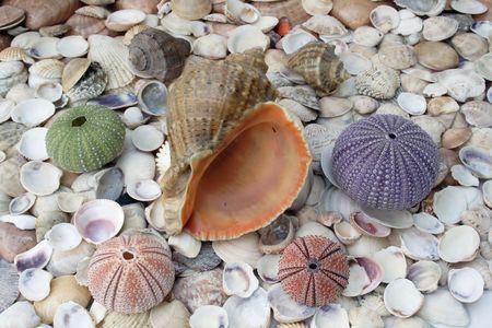 Assortment of seashells with different sea urchinsの写真素材