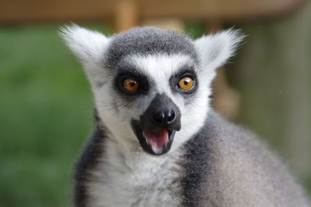 Face Ring Tailed Lemur - Close Up