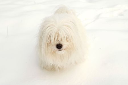uncommon breed of dog Coton de Tulearの写真素材