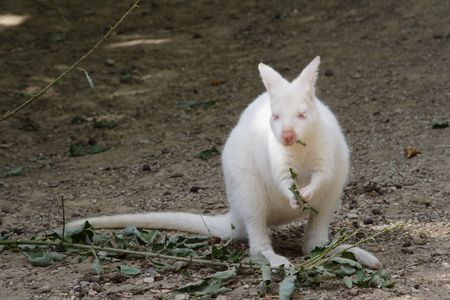 Nature albino kangaroo eating foliageの写真素材