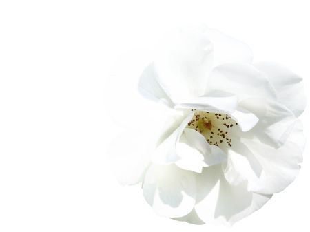 beautiful white rose isolated on white background - high keyの写真素材