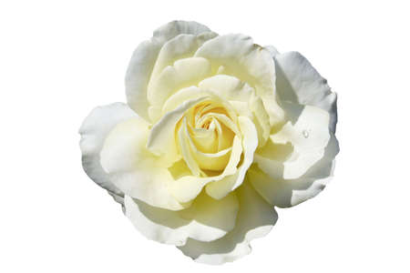 beautiful yellow rose isolated on white backgroundの写真素材