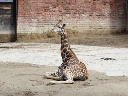 young one Giraffe relaxation on sand at Zooの写真素材