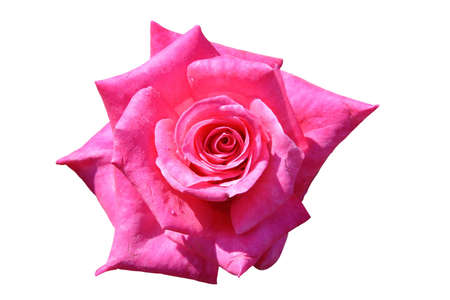 beautiful pink rose isolated on white backgroundの写真素材