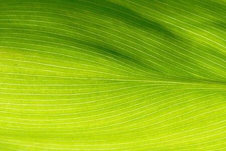 Green leaf texture -close upの写真素材