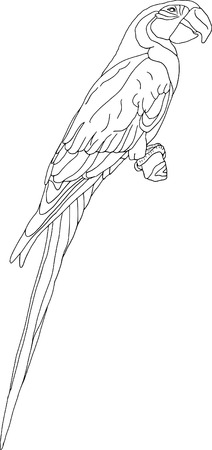 vector - color ara isolated on white backgroundのイラスト素材