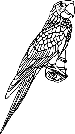 vector - contour ara isolated on white backgroundのイラスト素材