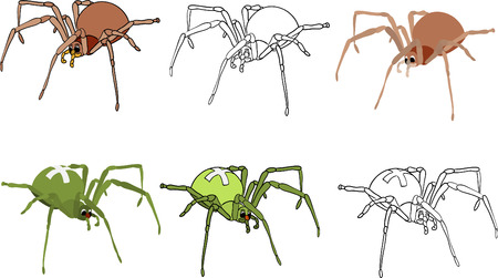 vector - set color and contour spidersのイラスト素材