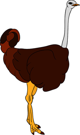 vector - ostrich isolated on backgroundのイラスト素材