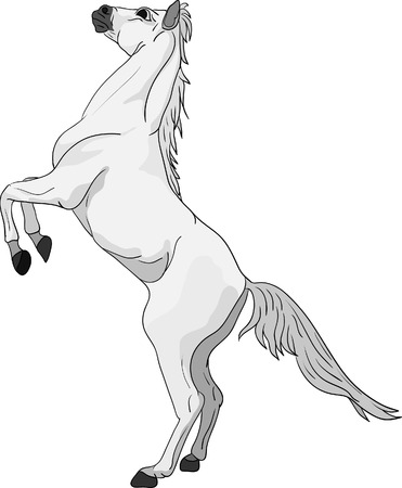 vector -horse standing on hind legsのイラスト素材