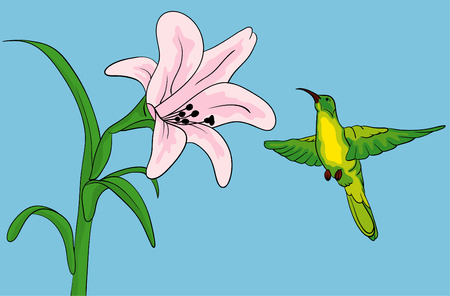  Hummingbird getting nectar from a lilly flowerのイラスト素材