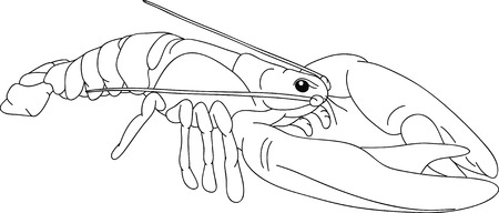  contour crayfish isolated on backgoundのイラスト素材