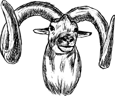  hand draw mouflon , portrait, isolated on backgroundのイラスト素材